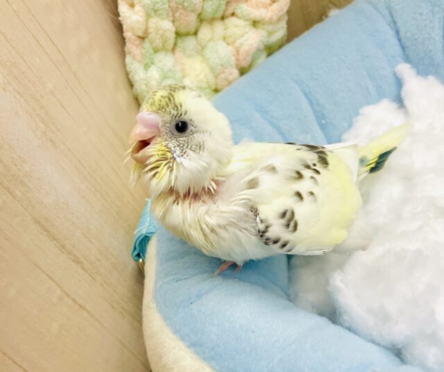 てちてち💨ぴこぴこ💨💨💨いんこ🦜　セキセイインコ　4色ハルクイン