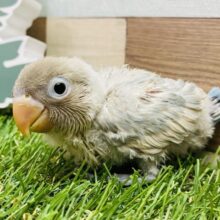 にっこりスマイルでみんなを魅了しちゃうよ〜❄️シロボタンインコ❗️