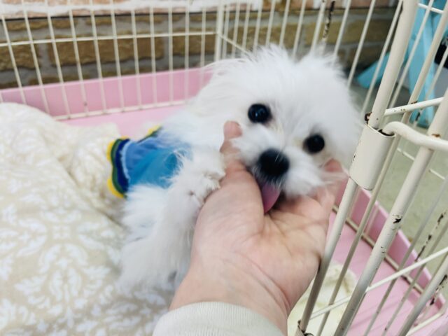 ポメマル（マルポメ）