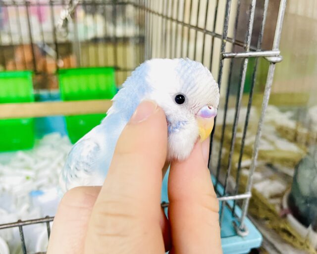 なれてるよ〜❣️手のり❣️1人餌❣️カキカキ⭕️ さわやかヨーグルトになりたい！　セキセイインコ　スパングルパイド