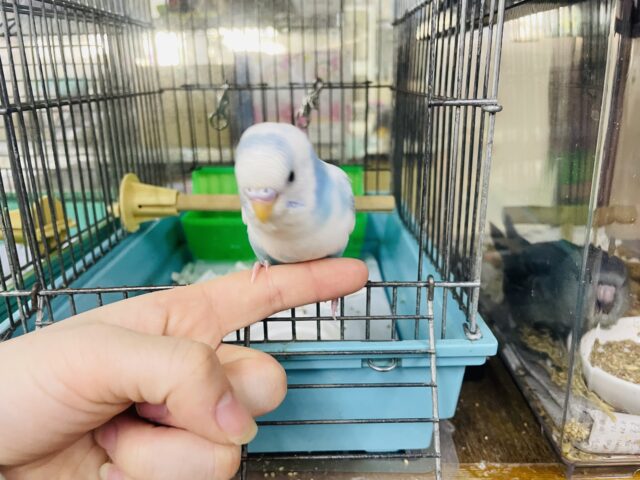 セキセイインコ