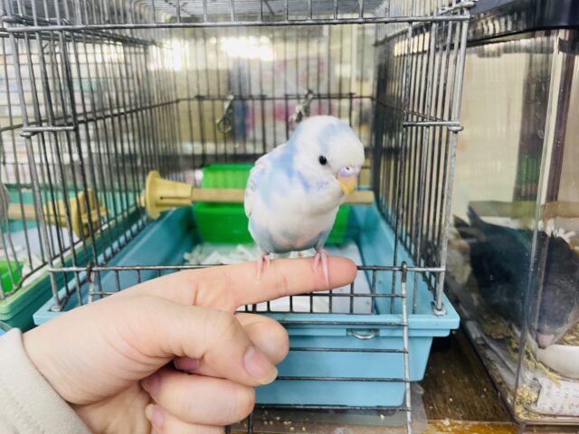 セキセイインコ