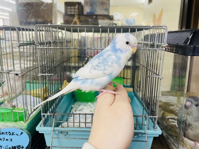 セキセイインコ