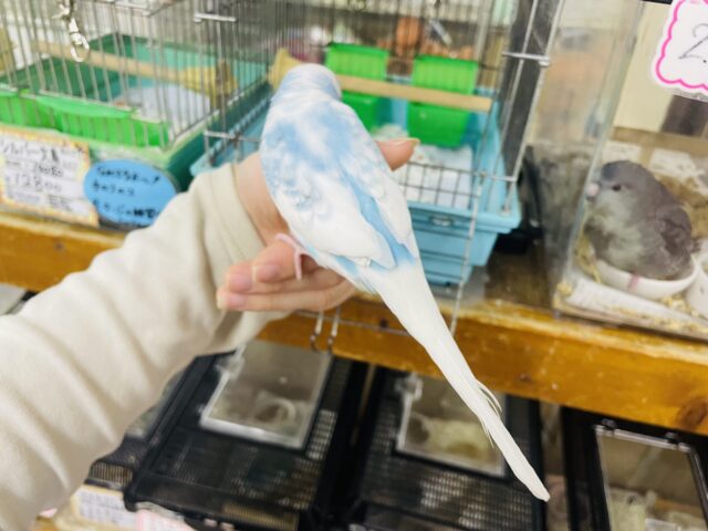 セキセイインコ