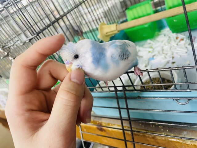 セキセイインコ