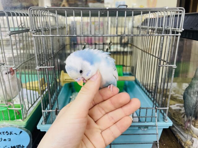 セキセイインコ