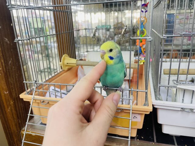 セキセイインコ