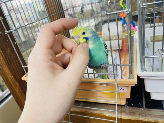 セキセイインコ