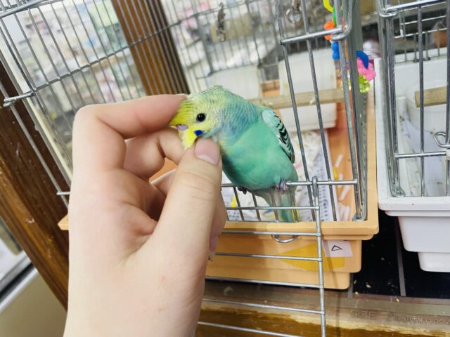 セキセイインコ