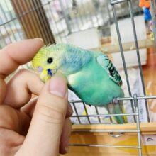 じれったいのが良いんだよっっ🙌🙌💓　セキセイインコ　YFオパーリン