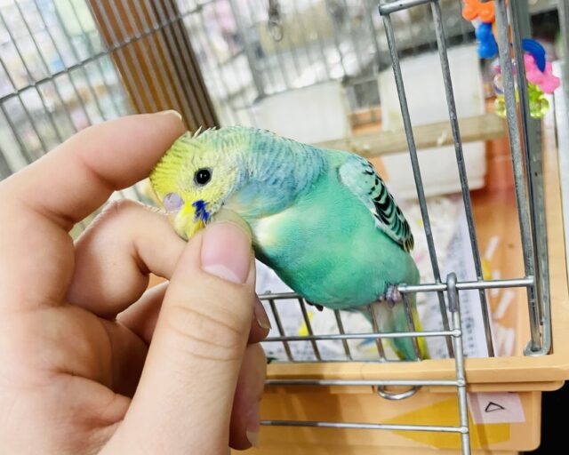 じれったいのが良いんだよっっ🙌🙌💓　セキセイインコ　YFオパーリン