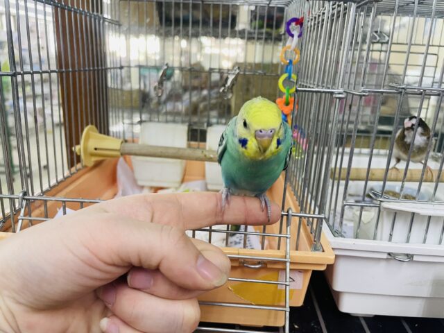 セキセイインコ