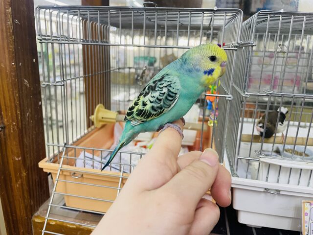 セキセイインコ