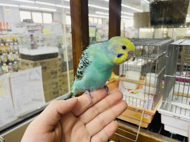 セキセイインコ