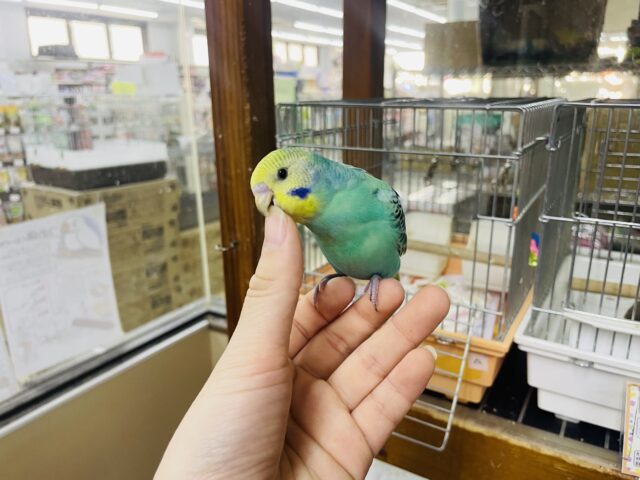 セキセイインコ