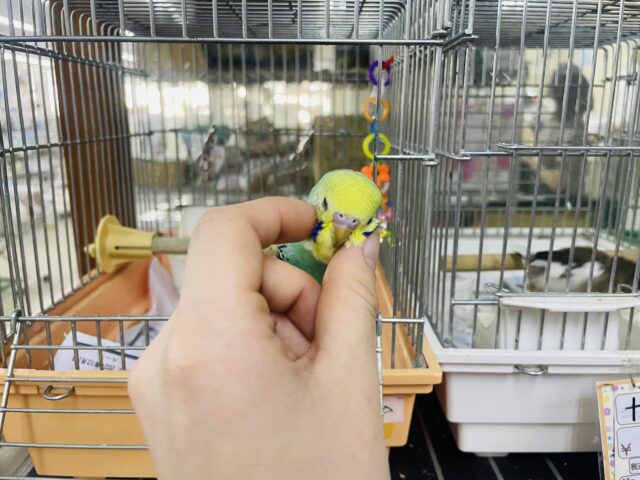 セキセイインコ