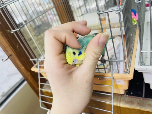 セキセイインコ