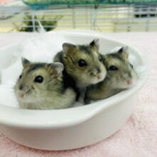 ケルベロスハムスター？🐹🐹🐹到来！？　ジャンガリアンハムスター