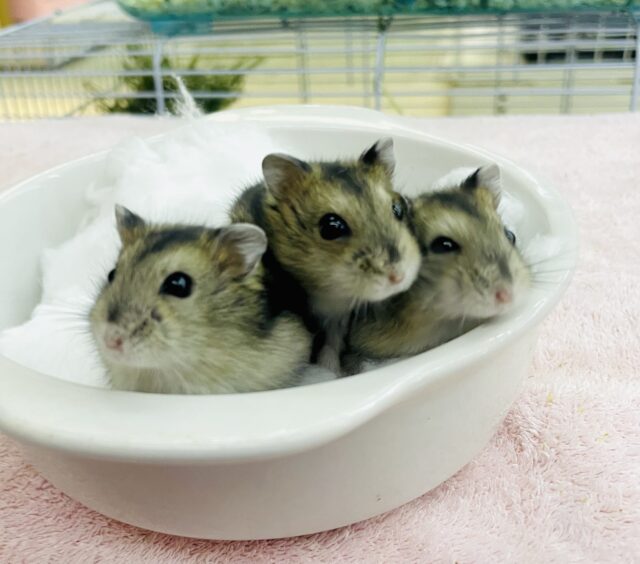 ケルベロスハムスター？🐹🐹🐹到来！？　ジャンガリアンハムスター