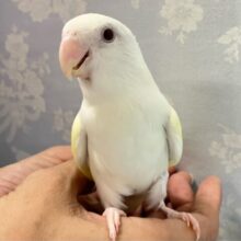 なめらか〜なクリームカラー🌼*･コザクラインコ(ターコイズグリーンイノ) 2023年4月生まれ