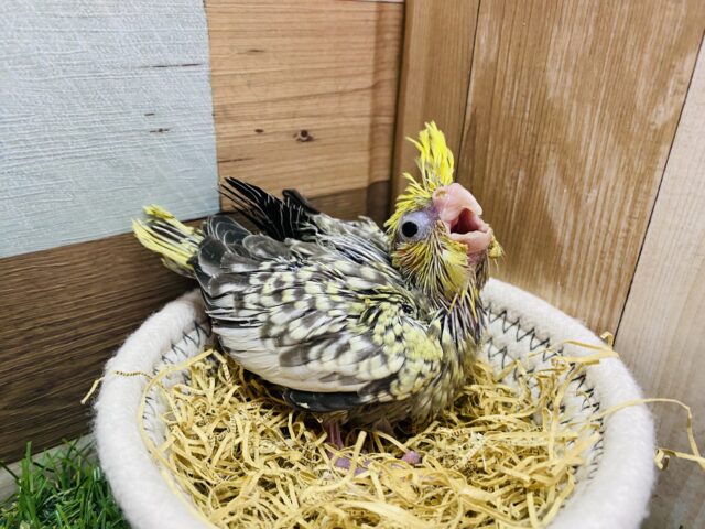 オカメインコ