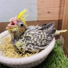 モリモリ食べて大きくなるぞ〜‼️食欲旺盛パール模様の美しいオカメインコ⭐️