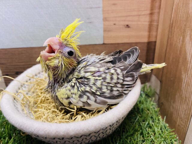 モリモリ食べて大きくなるぞ〜‼️食欲旺盛パール模様の美しいオカメインコ⭐️