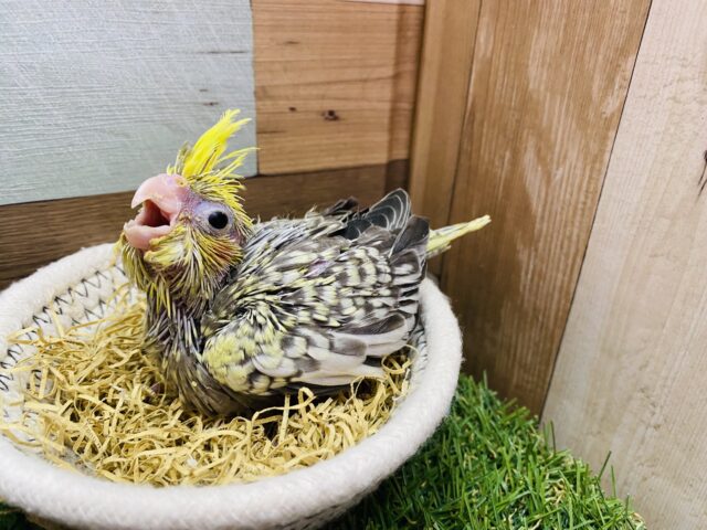 オカメインコ