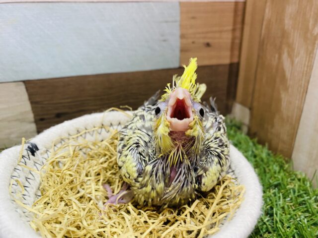 オカメインコ