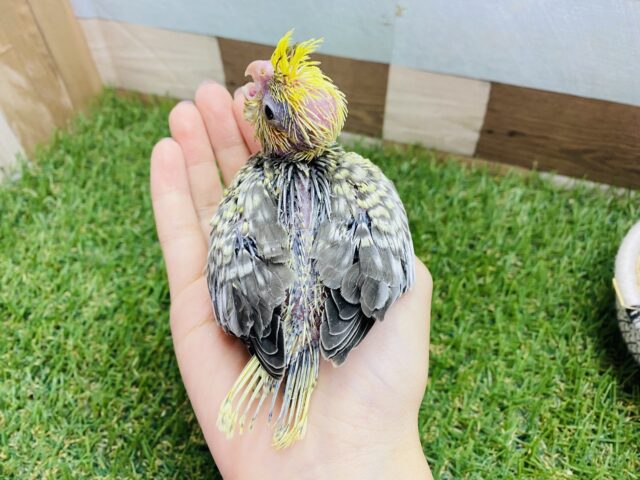 オカメインコ