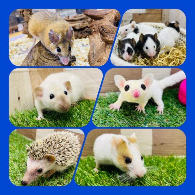 ❄️ちょこちょこハム🐹ネズ🐭ウィンターフェア開催中‼️