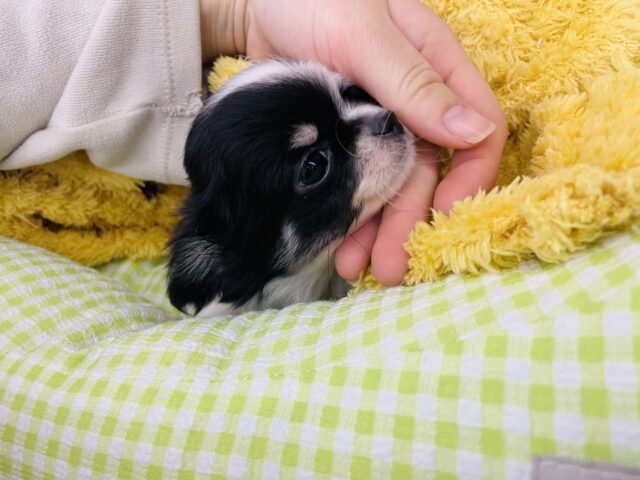 チワワ