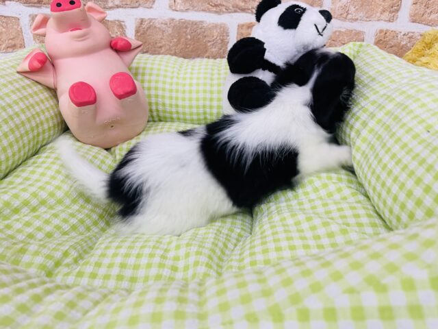 チワワ