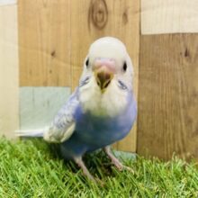 最新画像有ります🌟キラキラおめめがキュートなんですっ😍セキセイインコのスパングル！！