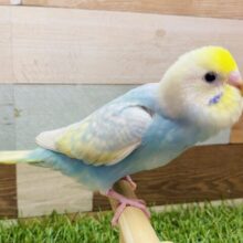 最新画像有ります⭐️パッと明るいお色の甘えん坊さん💕セキセイインコのパステルレインボー🌈