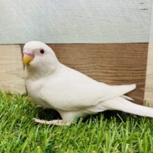 最新画像有ります❗️まっしろな体に隠れたブルーを探せ❣️セキセイインコのアルビノ！！