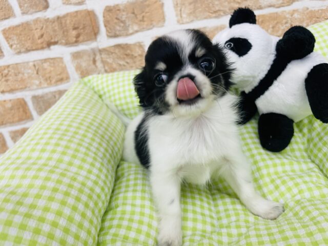 チワワ