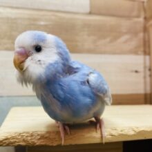 最新画像有ります🌟今流行りのくすみブルー🩵この冬ピッタリなセキセイインコのパイドカラー🌟