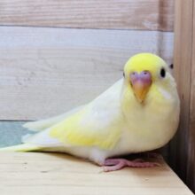 最新画像有ります💛ほっと優しいカラーでみんなを包み込んじゃいます☺️💕セキセイインコのクリーム