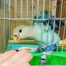 なれてるよ〜❣️手乗り❣️なでなで⭕️お名前はウェンディ！👀🙌🙌🙌💓みずみずしいコザクラインコ　ブルーチェリー