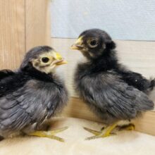 優しく温めてください❤️ピヨピヨ可愛すぎるチャボ🐣