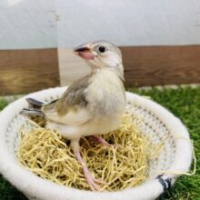 最新画像有ります🌟あと1羽です。アピール合戦❗️どちらが優勝かなぁ〜🏆桜文鳥のヒナさん♪