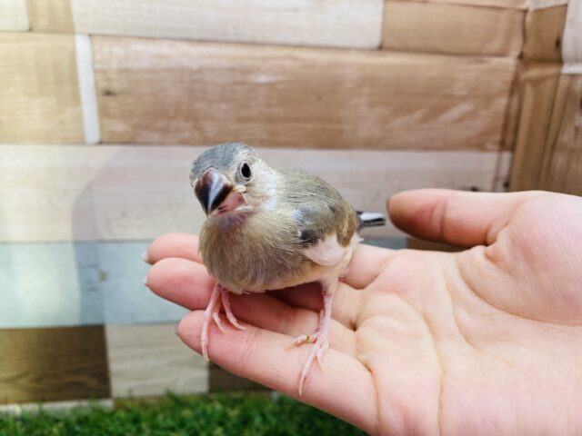 桜文鳥