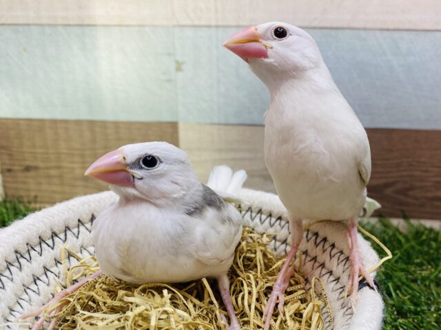 最新画像有ります❗️❄️純白の雪が降る〜🎶どんな姿を見せてくれるかな❓白文鳥！