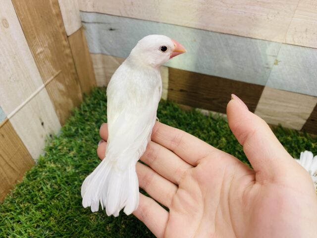 白文鳥