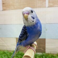 最新画像有ります🌟濃いめブルーにびっしり模様がカッコいいんです😎✨セキセイインコのオパーリン💙