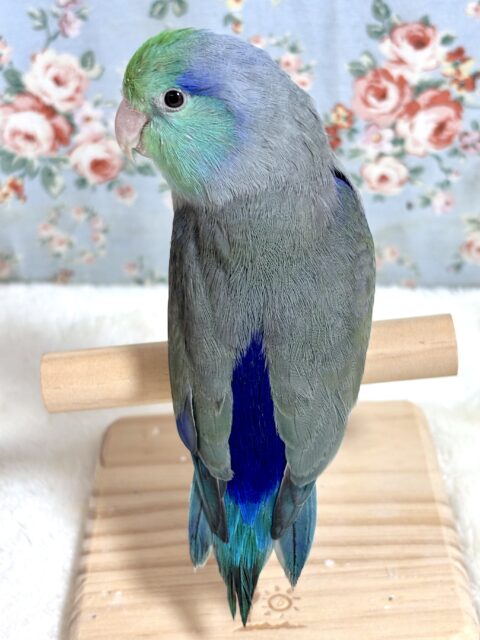 マメルリハ