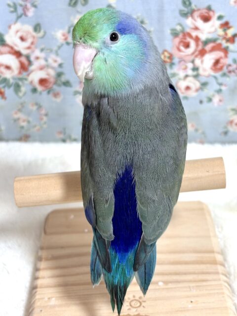 マメルリハ