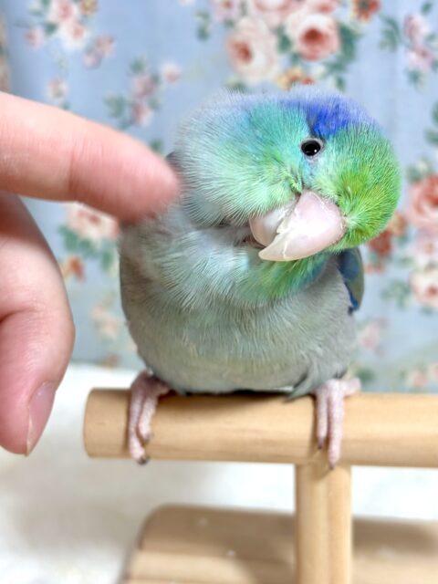 マメルリハ