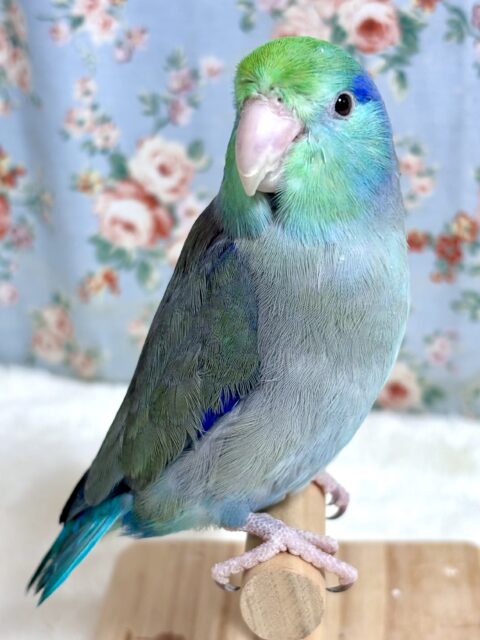 マメルリハ
